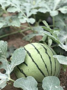 网红在线吃瓜意味着什么,揭秘网络时代的娱乐现象与社交趋势 第3张 网红在线吃瓜意味着什么,揭秘网络时代的娱乐现象与社交趋势 第3张